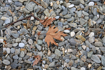 pebbles leafs sea water tree stones autumn