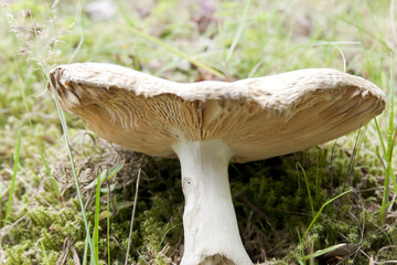 liegender Pilz
