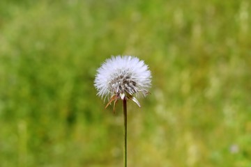 Fototapeta premium dandelion white flower to blow and make a wish