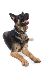 berger allemand femelle sur fond blanc