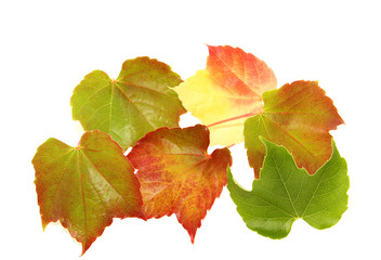 colourful autumn leafs isolated on white
