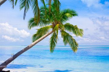 Holiday Paradise