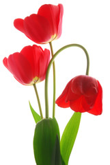 red tulip flowers