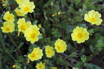 Obraz premium Yellow Portulaca Flowers