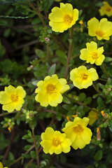 Yellow Portulaca Flowers