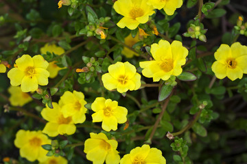 Obraz premium Yellow Portulaca Flowers