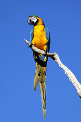 Obraz premium perroquet