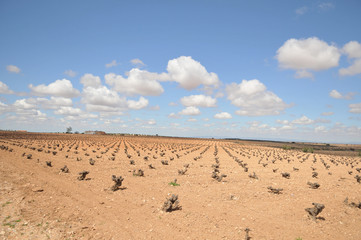 Vines strains in lands of Valdepeñas