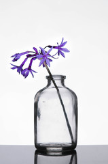 Flowers in small bottle on a table
