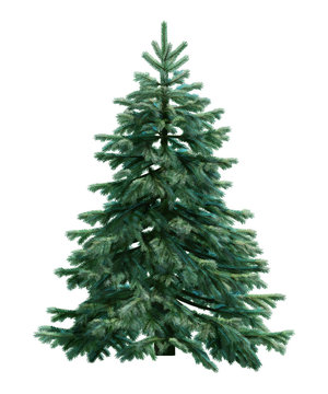 Fir-tree isolated on white