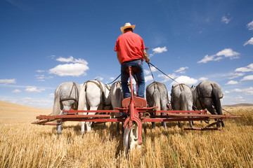 Obraz premium A team of mules being driven in a wheat field.