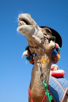 Funny camel