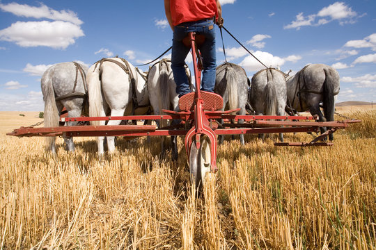 Team of mules in a farm field.
