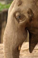 African Elephant