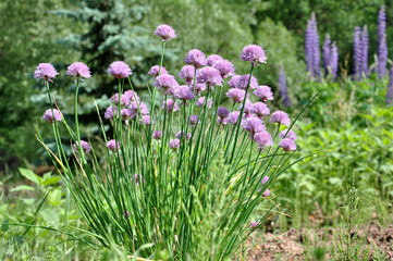 Blühender Schnittlauch im Garten