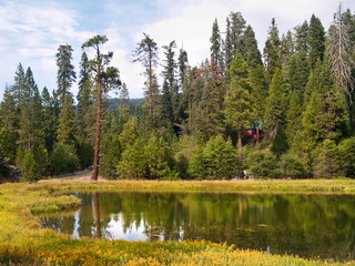 Mariposa Grove Redwoods
