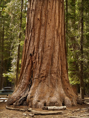 Mariposa Grove Redwoods