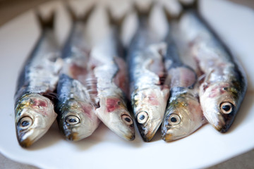 Sardines fraîches.