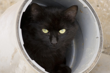 Gato