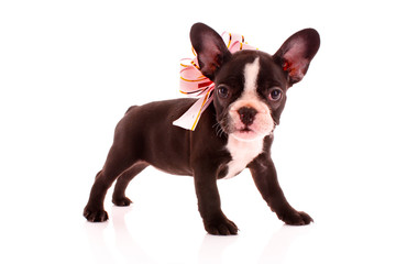 Young bulldog with bow isolated on white
