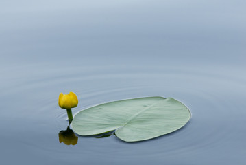 Yellow flower of a lily and leaf in the form of heart