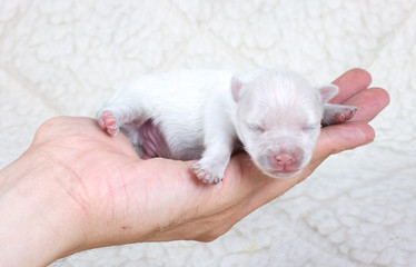 chihuahua puppy in studio