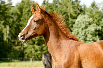 Arabisches Pferd