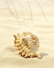 Muscheln
