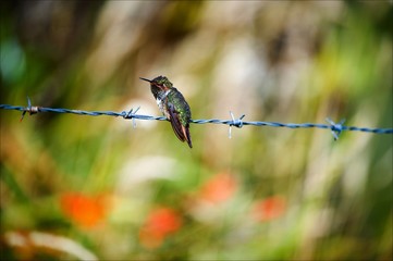 The hummingbird on prickly a prowolf.