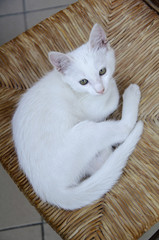 Fototapeta na wymiar White cat