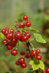 Redcurrant