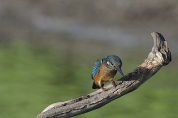 The Common Kingfisher (Alcedo atthis)