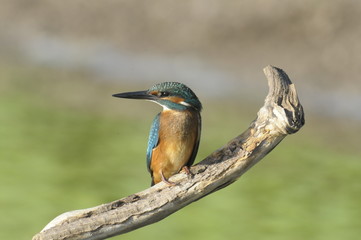The Common Kingfisher (Alcedo atthis)
