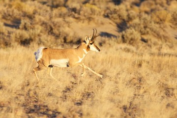 Naklejka na ściany i meble Bieganie Pronghorn Antelope