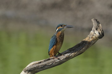 The Common Kingfisher (Alcedo atthis)