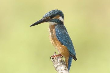 The Common Kingfisher (Alcedo atthis) at Maagan Michael Lake
