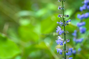 アキノタムラソウの花