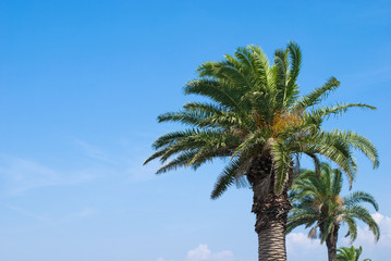 フェニックスの木と空