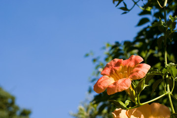 ノウゼンカズラの花と空