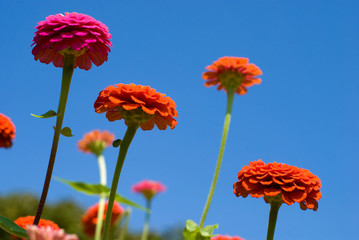 百日草の花と空