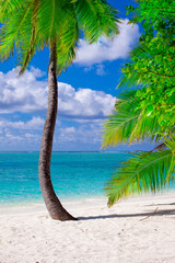 Holiday Paradise