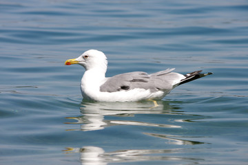 Fototapeta na wymiar Seagull in the sea