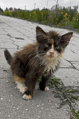 кот