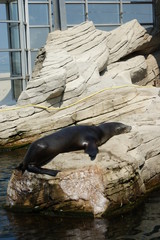 Lion de mer (Otarie) en train de dormir