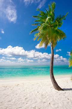Holiday Paradise