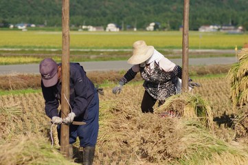 米を収穫する夫婦