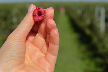 cueillir une framboise bio