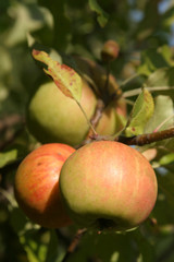 Organic apples ripening on a tree. Shallow dof
