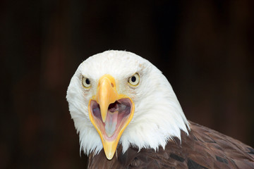 Portrait of an american bald eagle