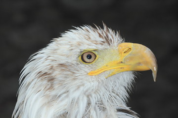 Eagle portrait
